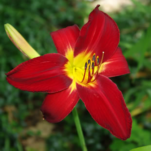 Hemerocallis Spiderman